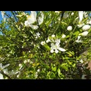 Ein Teil der Zitruspflanzen blüht